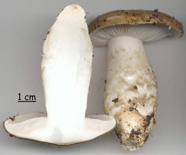 Hygrophorus latitabundus